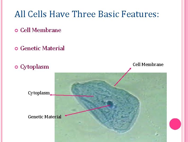 All Cells Have Three Basic Features: Cell Membrane Genetic Material Cytoplasm Genetic Material Cell