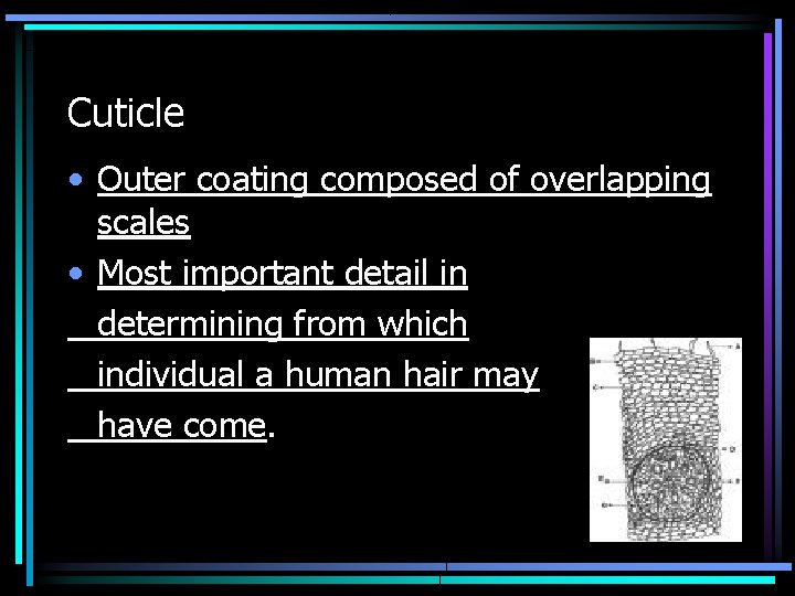 Cuticle • Outer coating composed of overlapping scales • Most important detail in determining