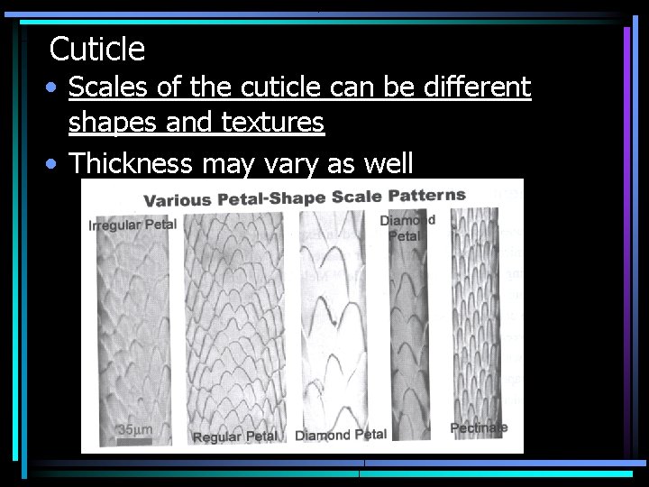 Cuticle • Scales of the cuticle can be different shapes and textures • Thickness