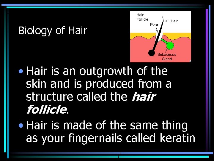 Biology of Hair • Hair is an outgrowth of the skin and is produced