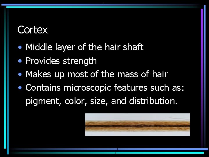 Cortex • • Middle layer of the hair shaft Provides strength Makes up most