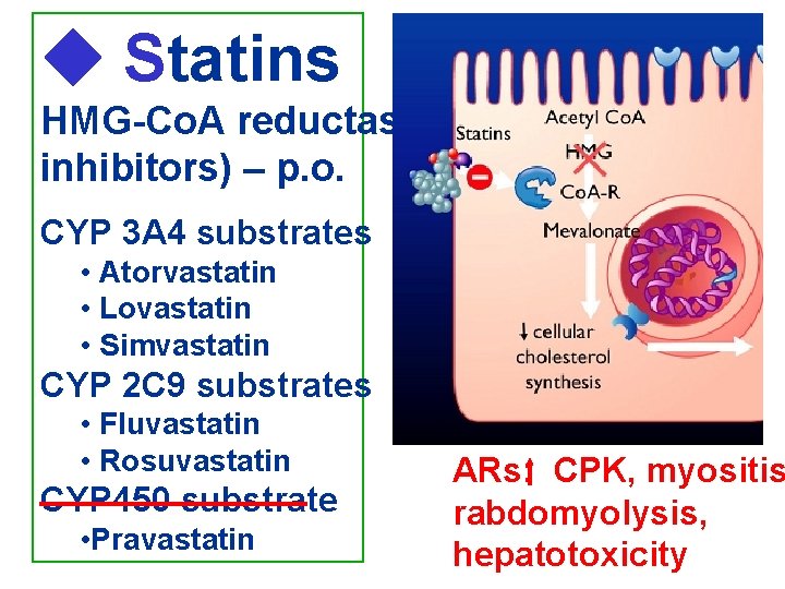  Statins HMG-Co. A reductase inhibitors) – p. o. CYP 3 A 4 substrates