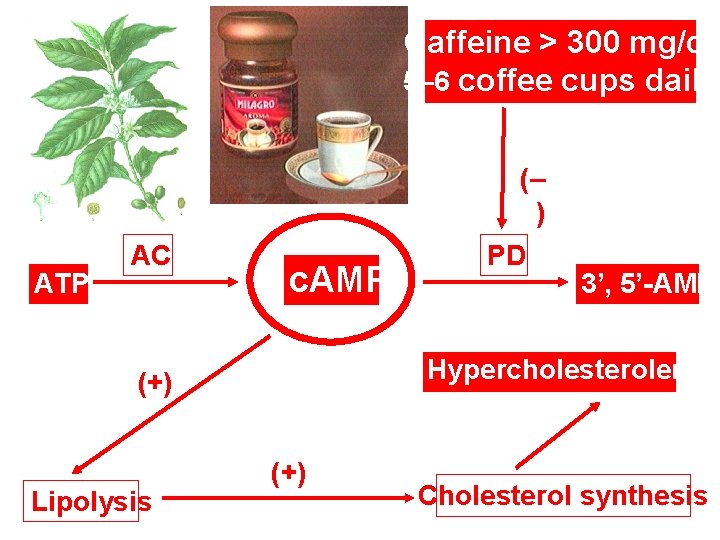 Caffeine > 300 mg/d: 5– 6 coffee cups daily (– ) ATP AC c.
