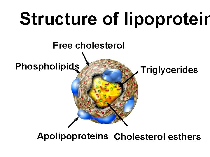 Structure of lipoprotein Free cholesterol Phospholipids Triglycerides Apolipoproteins Cholesterol esthers 