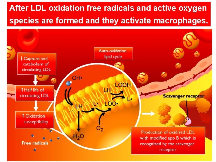 After LDL oxidation free radicals and active oxygen species are formed and they activate