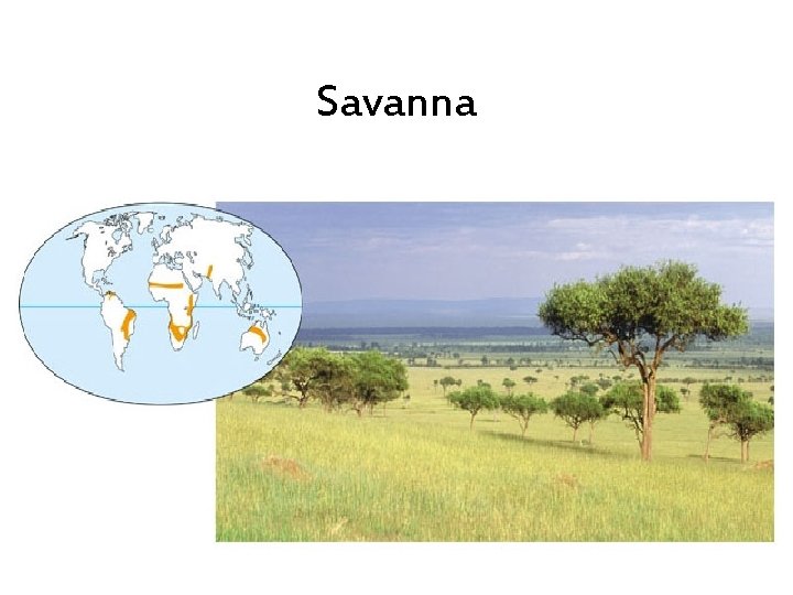 Savanna 