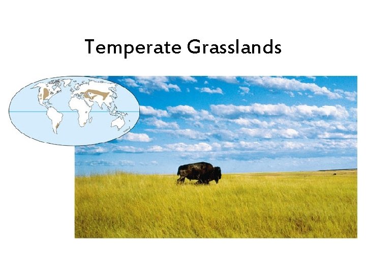 Temperate Grasslands 