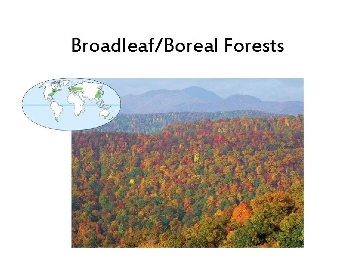 Broadleaf/Boreal Forests 