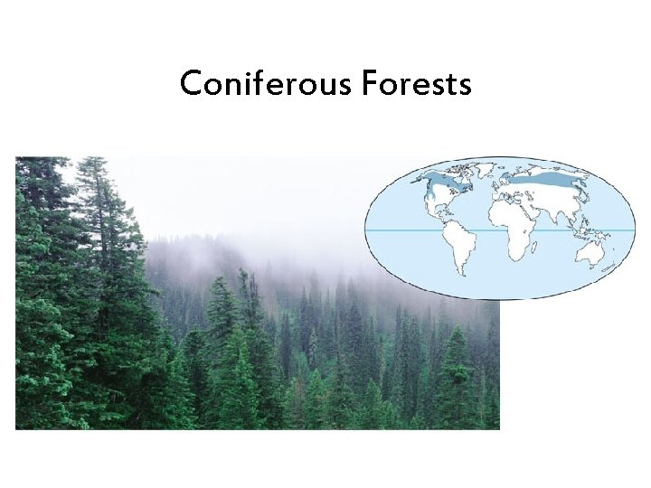 Coniferous Forests 