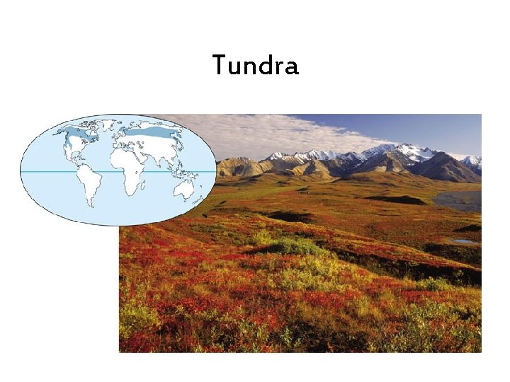 Tundra 