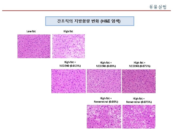 동물실험 간조직의 지방함량 변화 (H&E 염색) Low fat High fat + NED 240 (0.