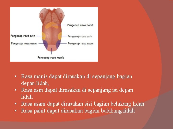  • Rasa manis dapat dirasakan di sepanjang bagian depan lidah, • Rasa asin