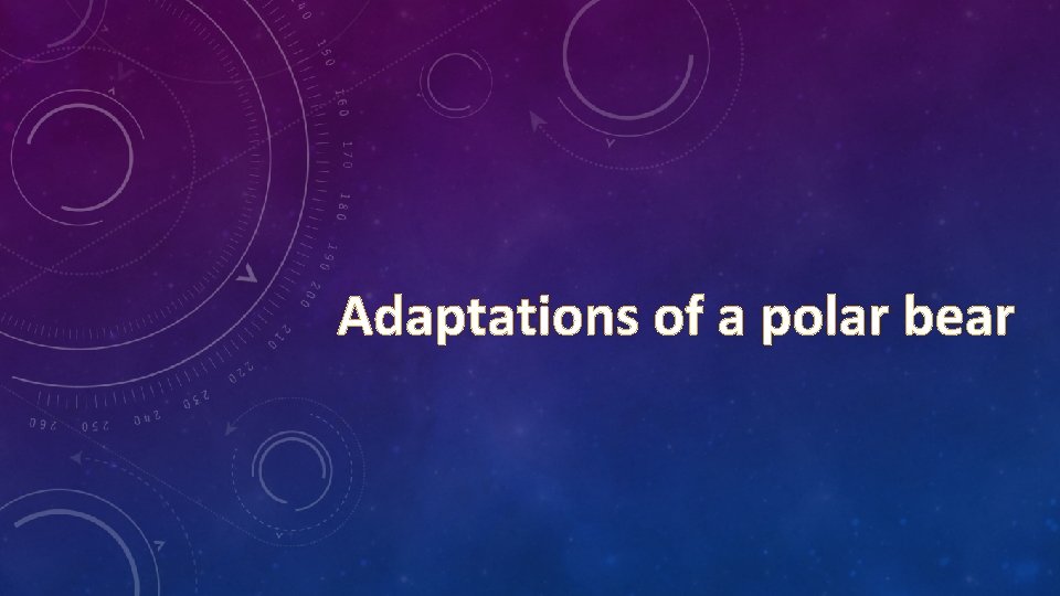 Adaptations of a polar bear 