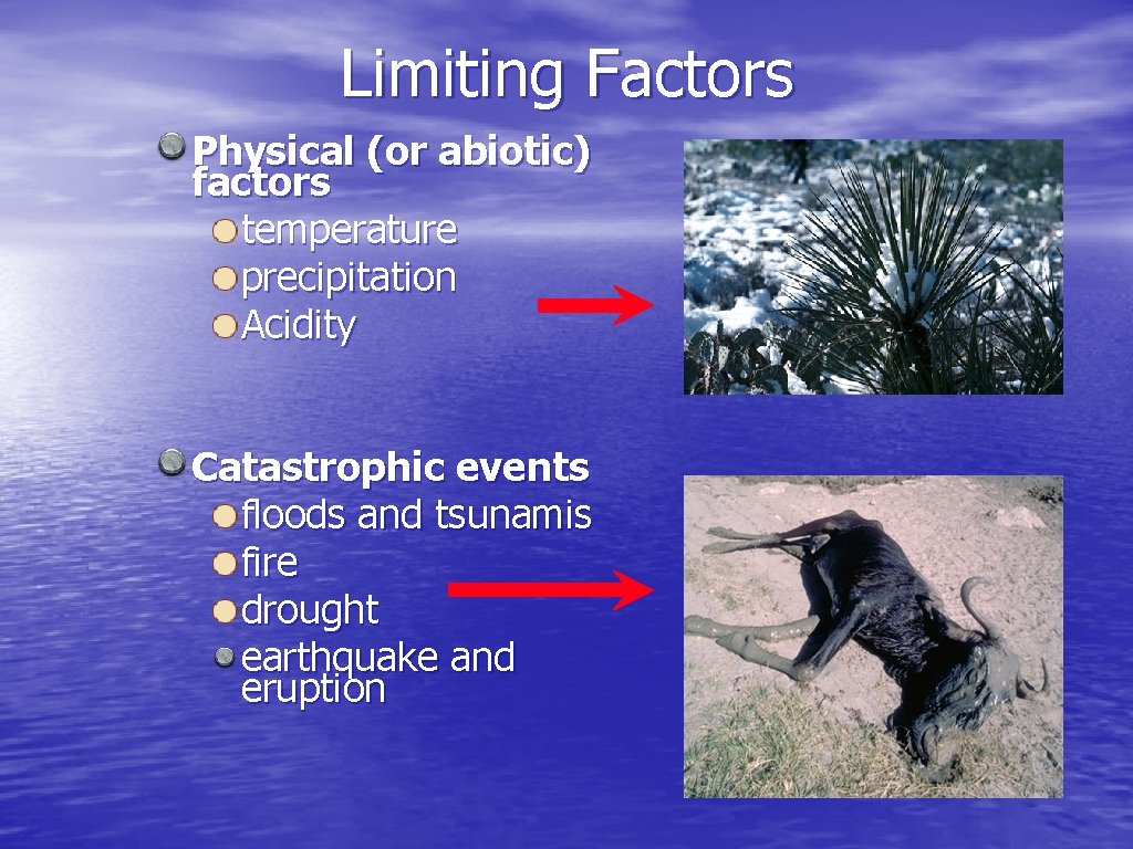 Limiting Factors Physical (or abiotic) factors temperature precipitation Acidity Catastrophic events floods and tsunamis