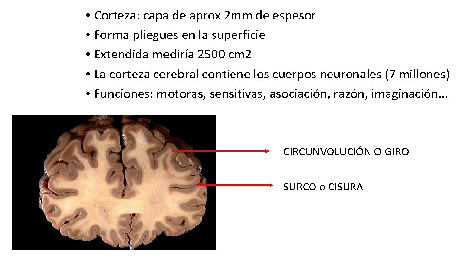  • Corteza: capa de aprox 2 mm de espesor • Forma pliegues en