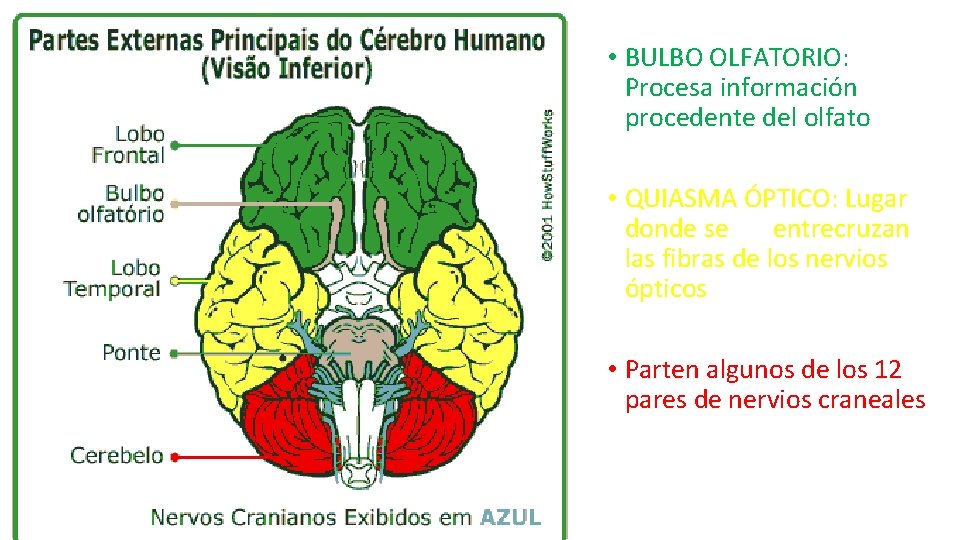  • BULBO OLFATORIO: Procesa información procedente del olfato • QUIASMA ÓPTICO: Lugar donde