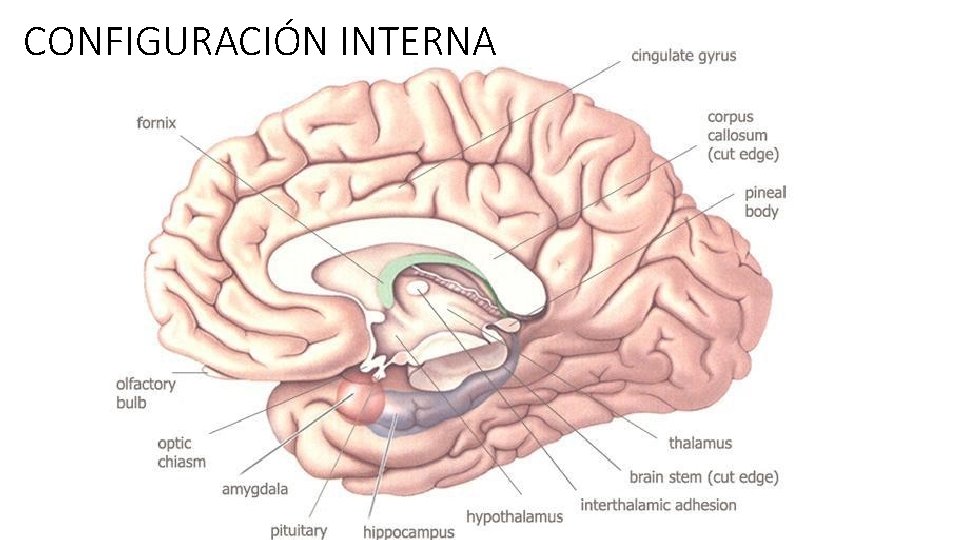 CONFIGURACIÓN INTERNA 