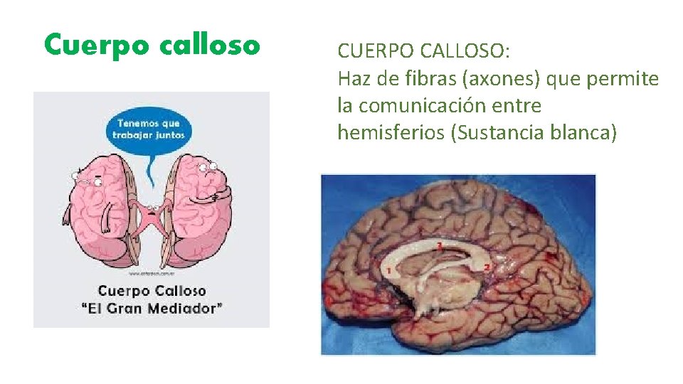 Cuerpo calloso CUERPO CALLOSO: Haz de fibras (axones) que permite la comunicación entre hemisferios