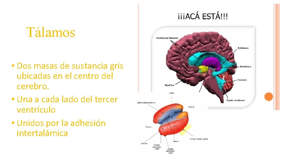 Tálamos • Dos masas de sustancia gris ubicadas en el centro del cerebro. •