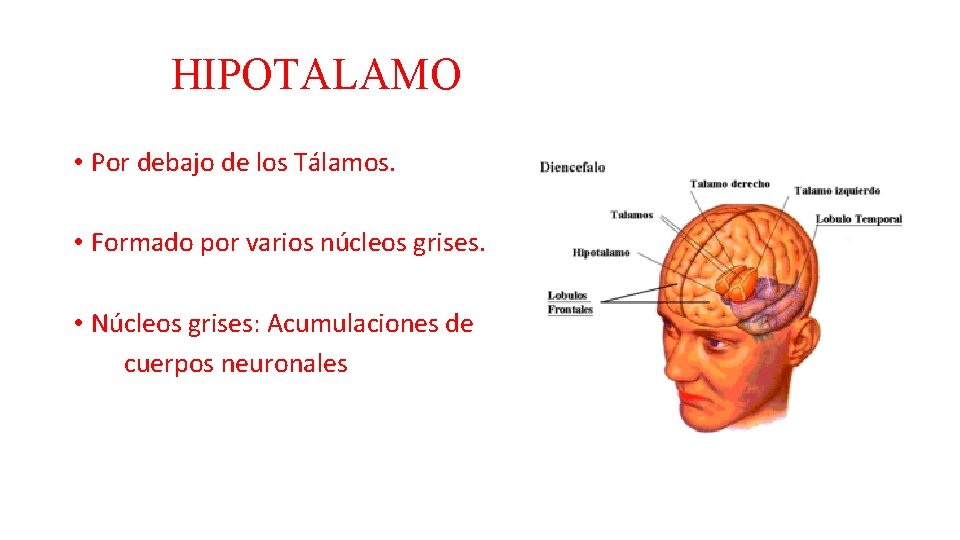 HIPOTALAMO • Por debajo de los Tálamos. • Formado por varios núcleos grises. •