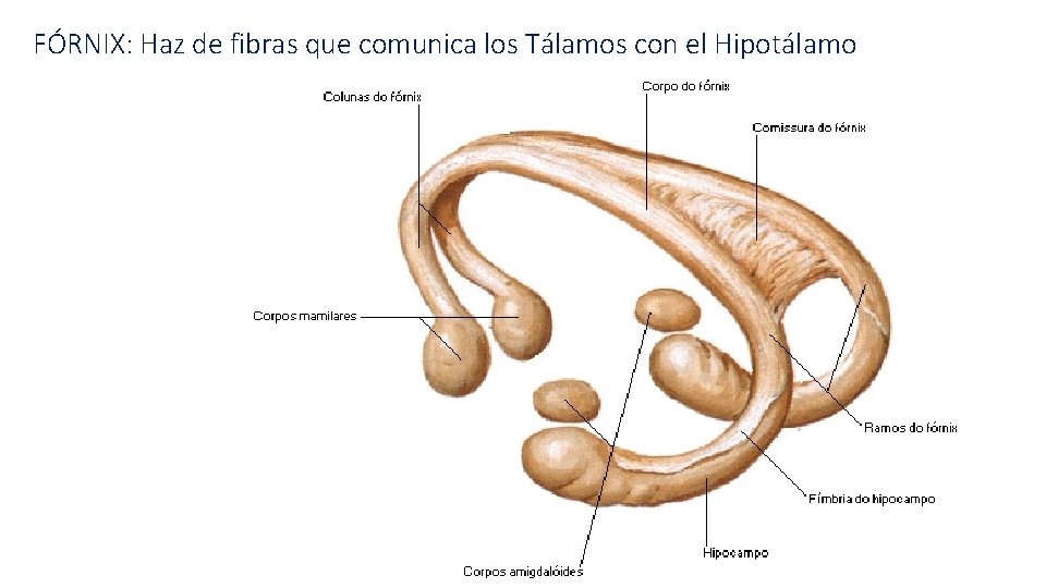 FÓRNIX: Haz de fibras que comunica los Tálamos con el Hipotálamo 