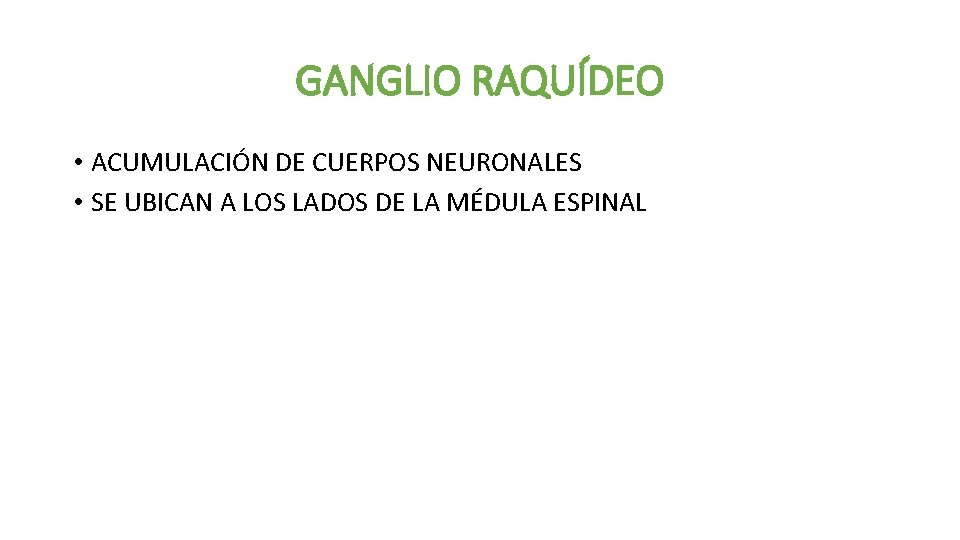 GANGLIO RAQUÍDEO • ACUMULACIÓN DE CUERPOS NEURONALES • SE UBICAN A LOS LADOS DE