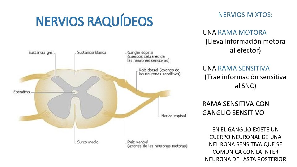 NERVIOS RAQUÍDEOS NERVIOS MIXTOS: UNA RAMA MOTORA (Lleva información motora al efector) UNA RAMA