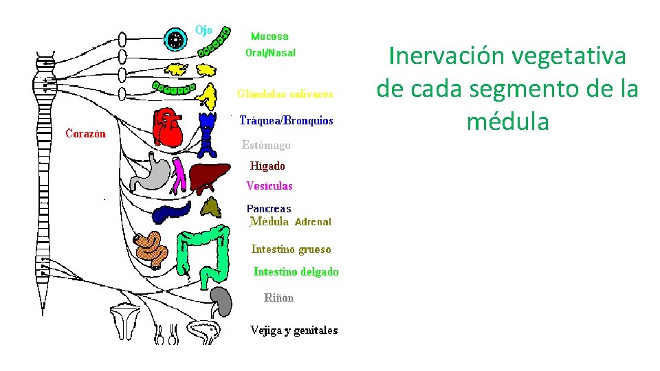 Inervación vegetativa de cada segmento de la médula 