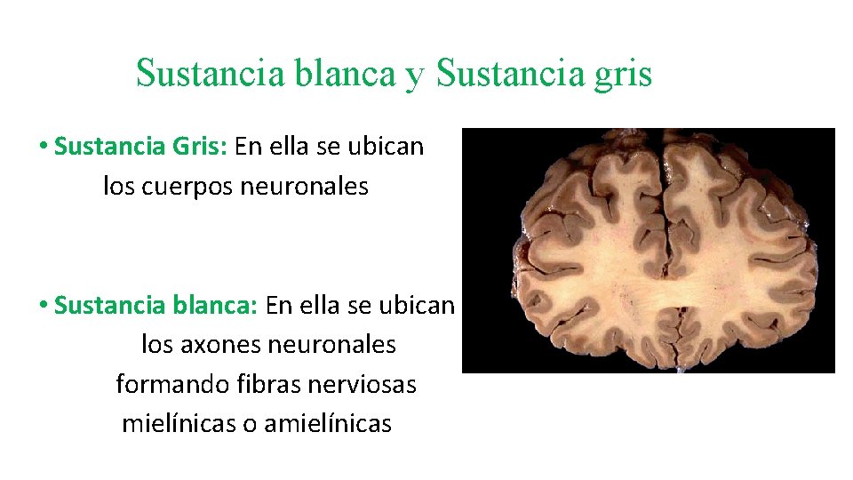 Sustancia blanca y Sustancia gris • Sustancia Gris: En ella se ubican los cuerpos