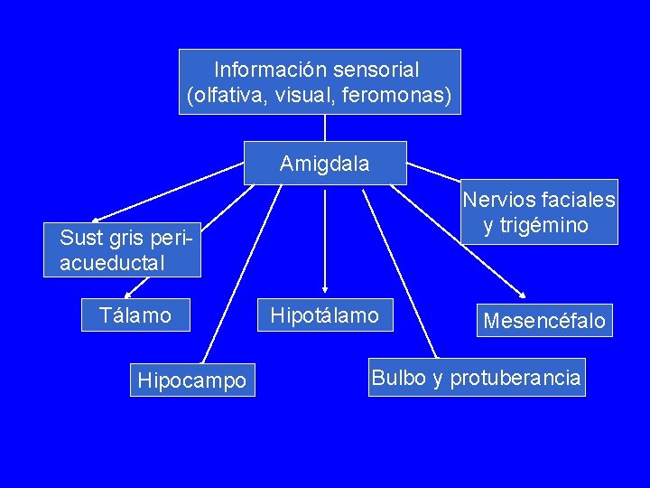 Información sensorial (olfativa, visual, feromonas) Amigdala Nervios faciales y trigémino Sust gris periacueductal Tálamo