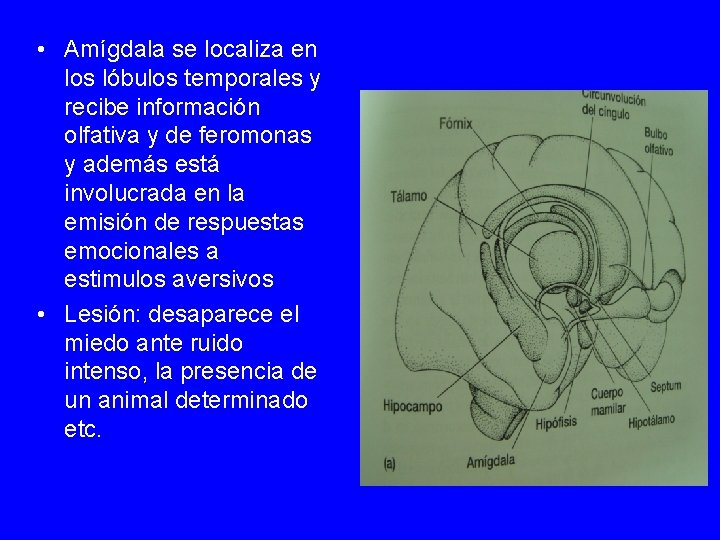  • Amígdala se localiza en los lóbulos temporales y recibe información olfativa y