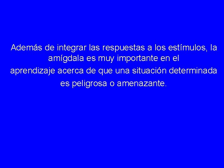 Además de integrar las respuestas a los estímulos, la amígdala es muy importante en