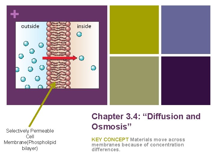 + Selectively Permeable Cell Membrane(Phospholipid bilayer) Chapter 3. 4: “Diffusion and Osmosis” KEY CONCEPT