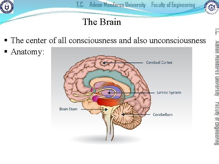 The Brain § The center of all consciousness and also unconsciousness § Anatomy: 