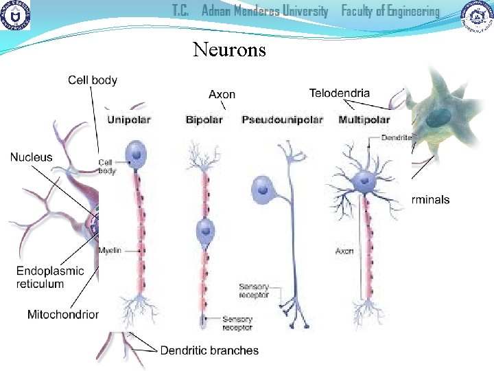 Neurons § Cells of the brain 