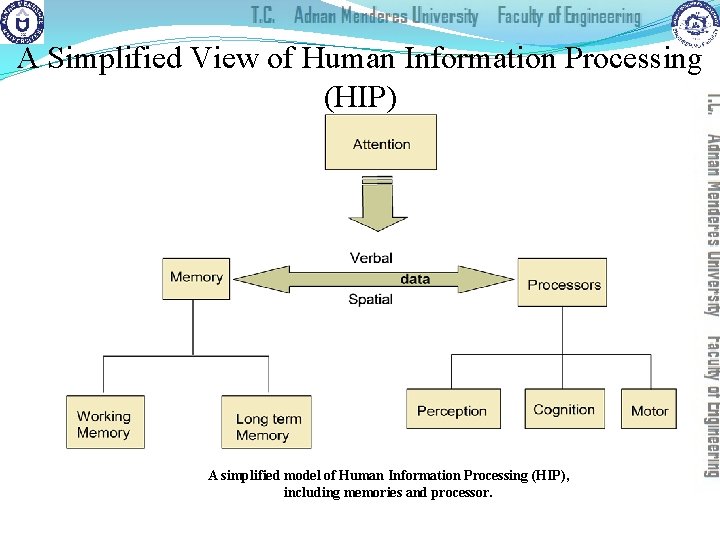 A Simplified View of Human Information Processing (HIP) A simplified model of Human Information