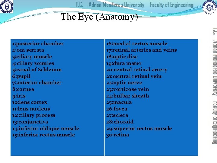 The Eye (Anatomy) 1: posterior chamber 2: ora serrata 3: ciliary muscle 4: ciliary