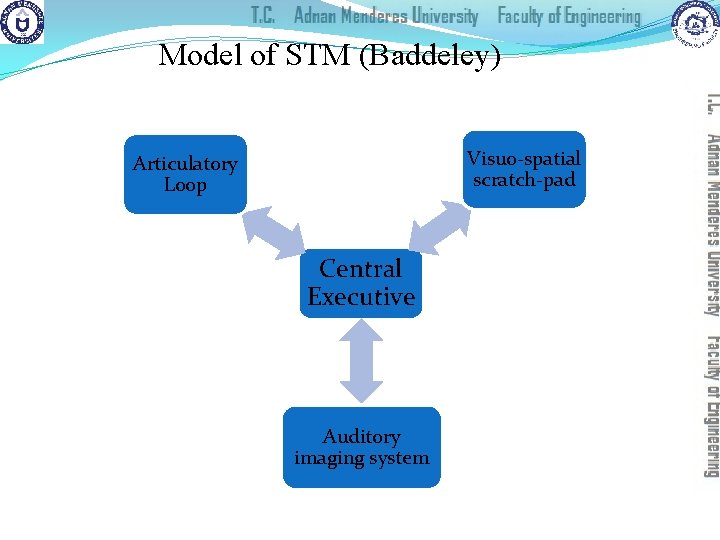 Model of STM (Baddeley) Visuo-spatial scratch-pad Articulatory Loop Central Executive Auditory imaging system 
