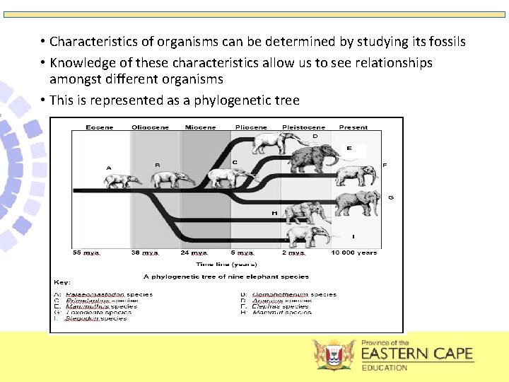  • Characteristics of organisms can be determined by studying its fossils • Knowledge