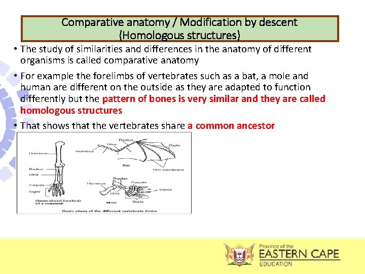 Comparative anatomy / Modification by descent (Homologous structures) • The study of similarities and