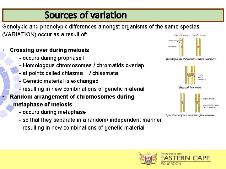Sources of variation Genotypic and phenotypic differences amongst organisms of the same species (VARIATION)