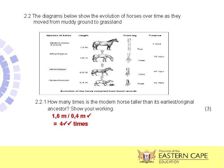 2. 2 The diagrams below show the evolution of horses over time as they