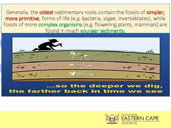 Generally, the oldest sedimentary rocks contain the fossils of simpler, more primitive, forms of