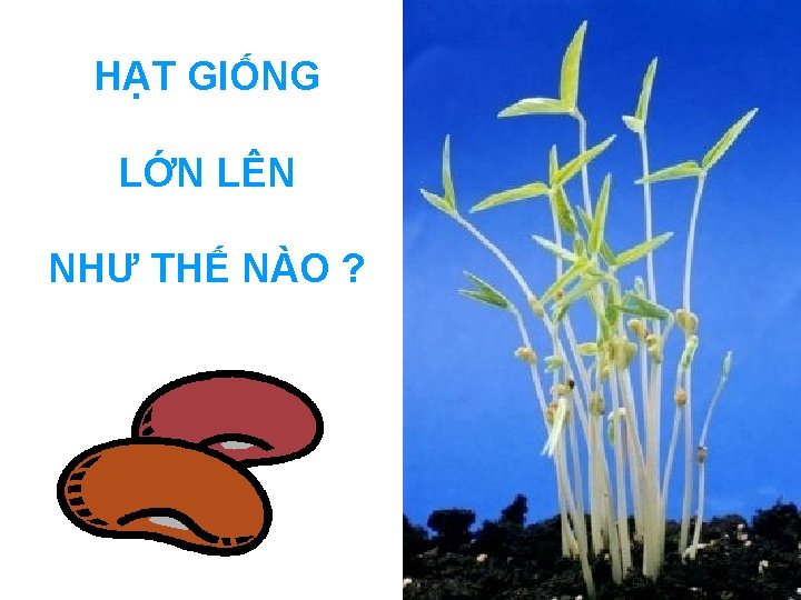 HẠT GIỐNG LỚN LÊN NHƯ THẾ NÀO ? 