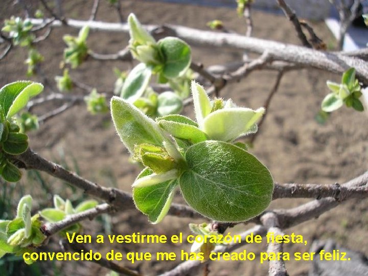 Ven a vestirme el corazón de fiesta, convencido de que me has creado para