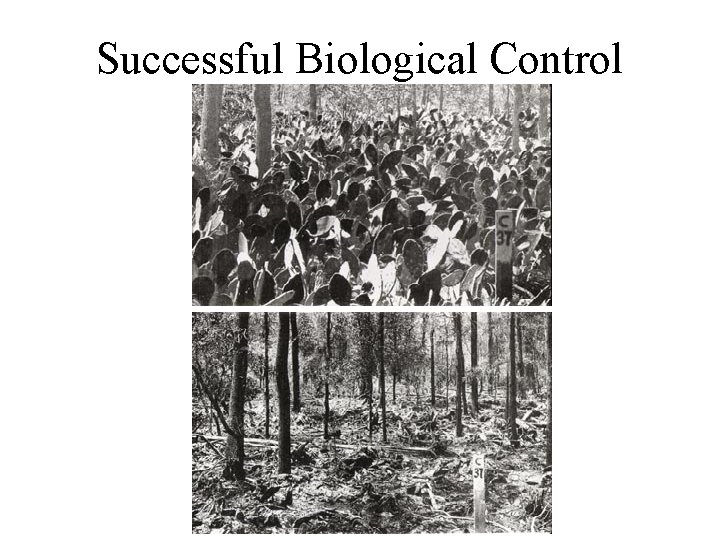 Successful Biological Control 
