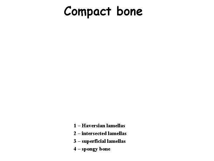 Compact bone 1 – Haversian lamellas 2 – intersected lamellas 3 – superficial lamellas