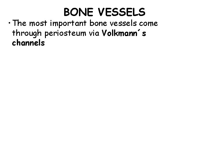 BONE VESSELS • The most important bone vessels come through periosteum via Volkmann´s channels