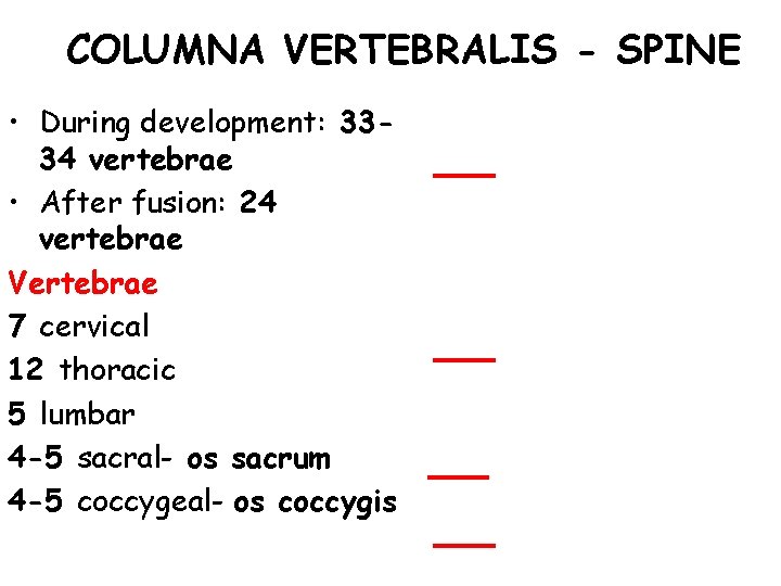 COLUMNA VERTEBRALIS - SPINE • During development: 3334 vertebrae • After fusion: 24 vertebrae