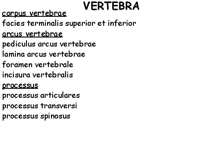 VERTEBRA corpus vertebrae facies terminalis superior et inferior arcus vertebrae pediculus arcus vertebrae lamina